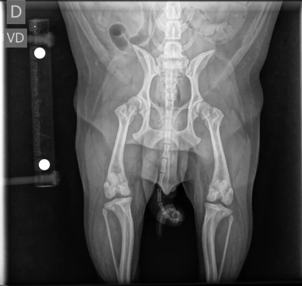 Marcador Radiopaco Veterinário - Alta Precisão para Exames de Radiologia